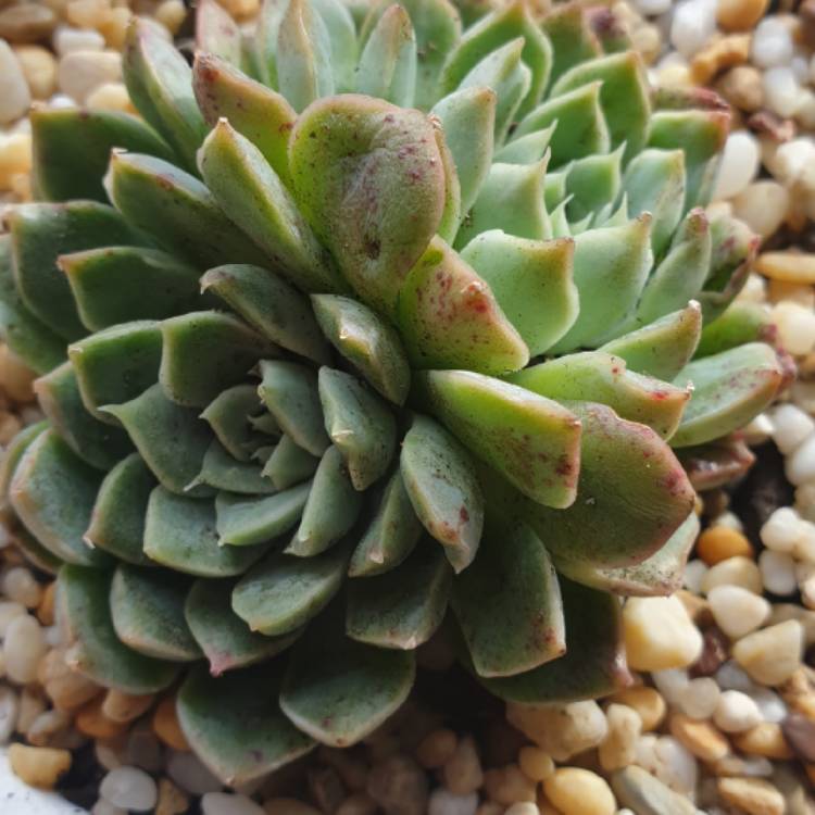 Plant image Echeveria Acacia Ponds