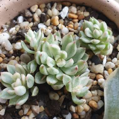 Echeveria Mebina Variegata