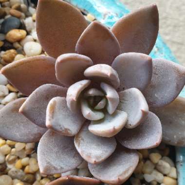 Graptopetalum Sugar Jelly