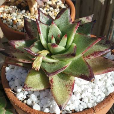 Echeveria Agavoides Ebony