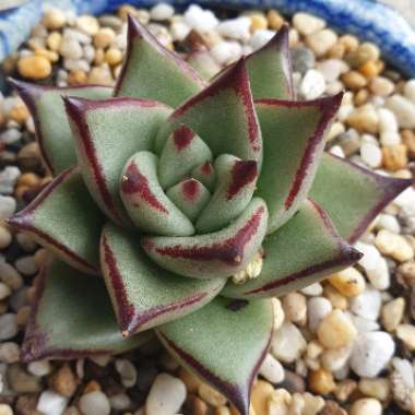 Echeveria Agavoides Ebony