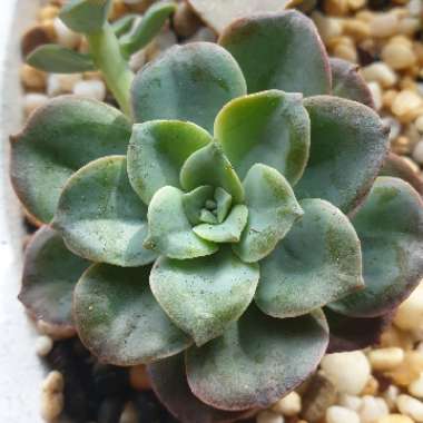 Echeveria Bicolor var. Bicolor