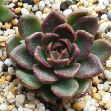 Echeveria Black Rose