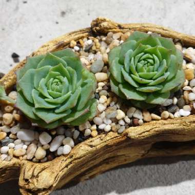 xGraptoveria Jadeíta