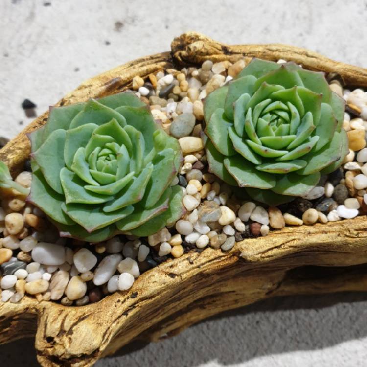 Plant image xGraptoveria Jadeíta