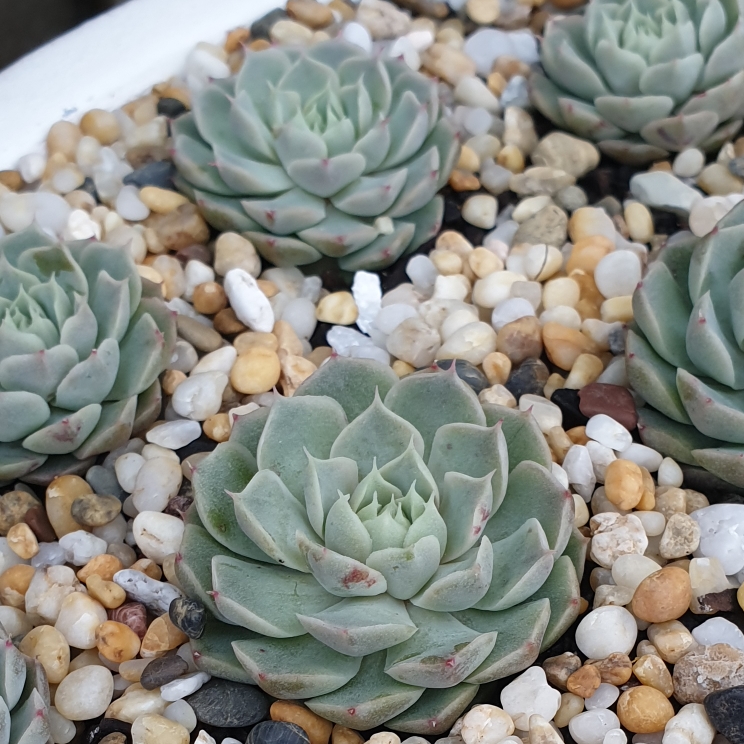 Plant image Echeveria Hyalina