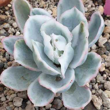 Echeveria Berkeley Variegata