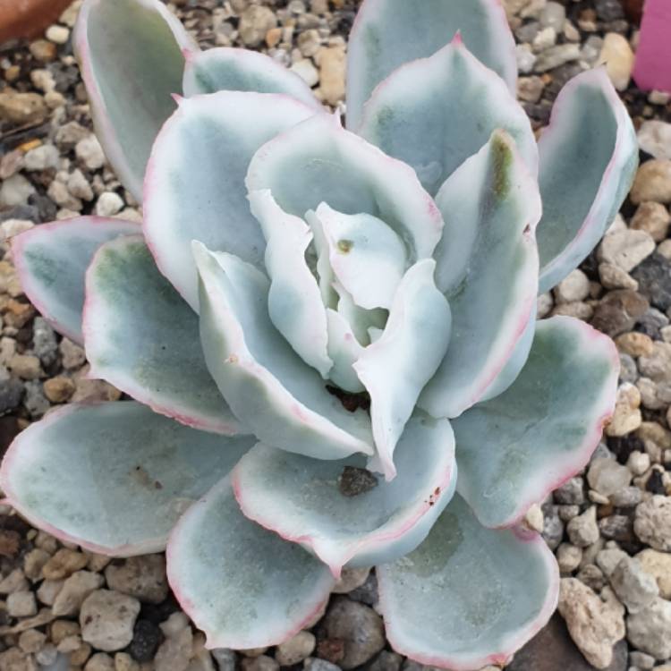 Plant image Echeveria Berkeley Variegata