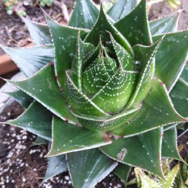 Gasteraloe Cosmo