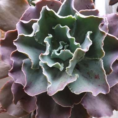 Echeveria Pastel