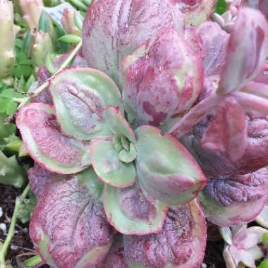 Echeveria Baron Bold