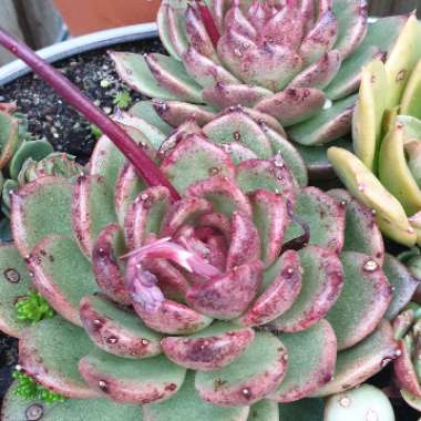 Echeveria Agavoides Blood Maria