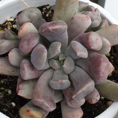 xGraptoveria Topsy Debbi