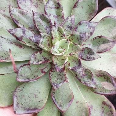 Echeveria Riga