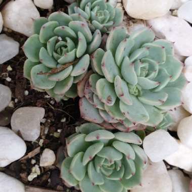 Echeveria Nobaranosei