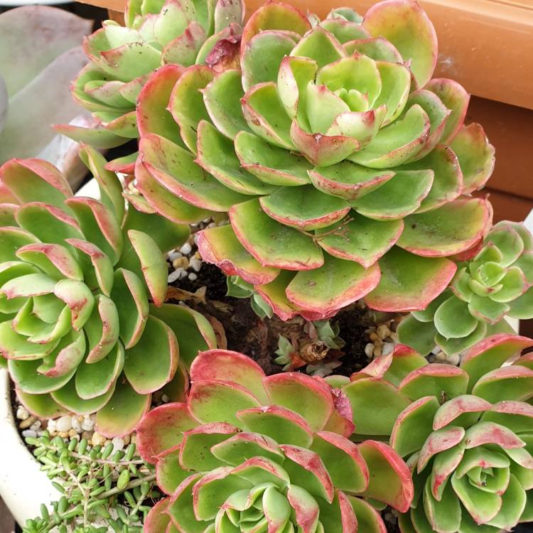 Plant image Echeveria Emerald Isle