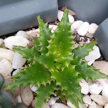 Aloe Congolensis