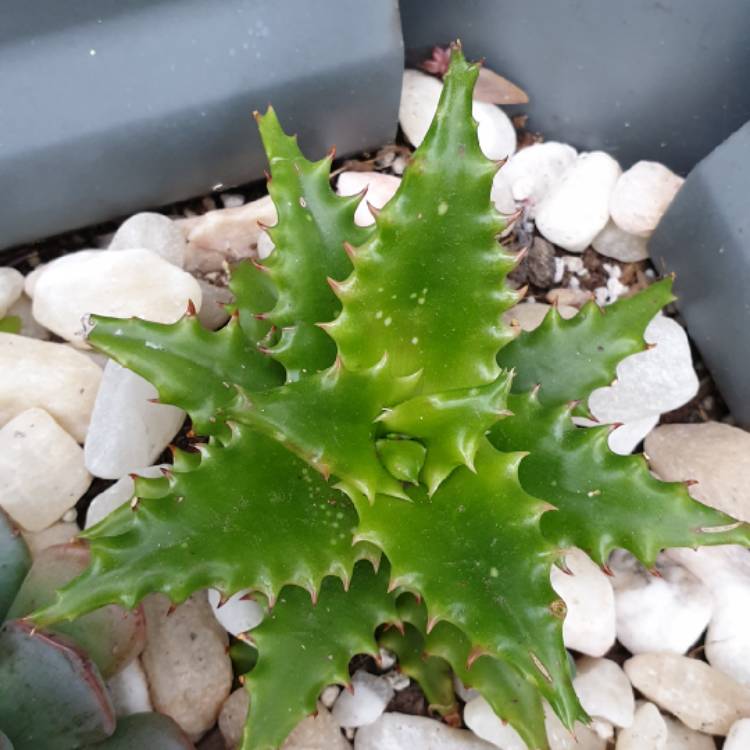 Plant image Aloe Congolensis