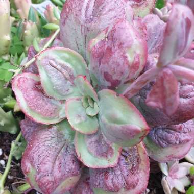 Echeveria Baron Bold