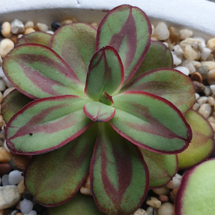 plant image 1146079