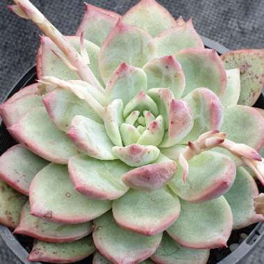 Echeveria Colorata fa. Colorata