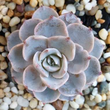 Echeveria Bifida