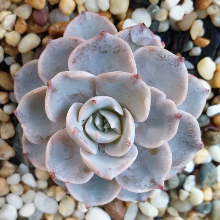 Plant image Echeveria Bifida