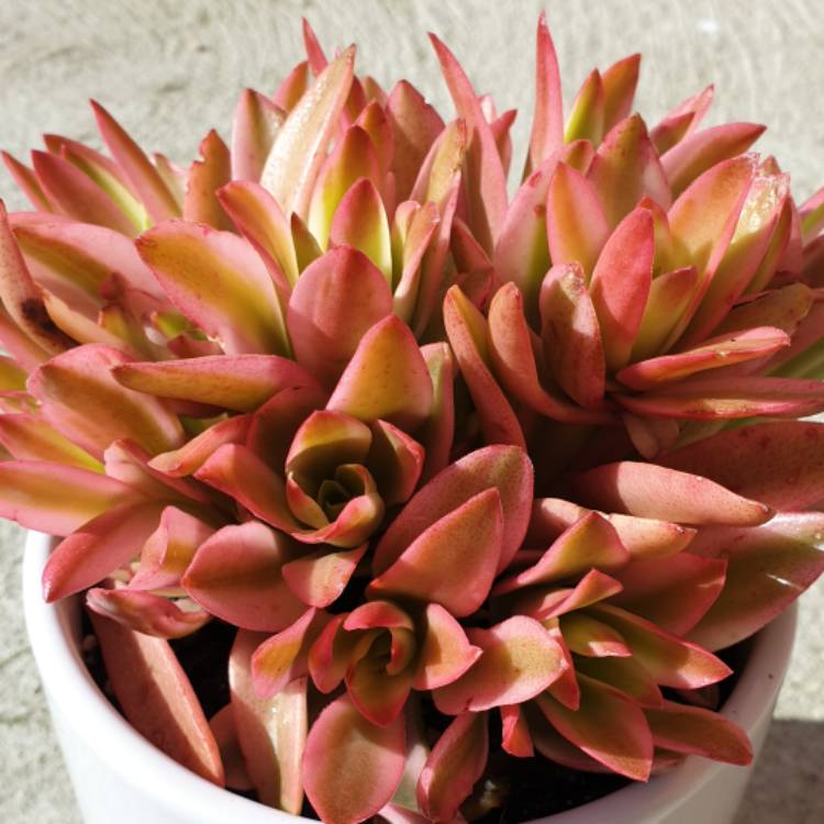 Plant image Crassula coccinea Variegated