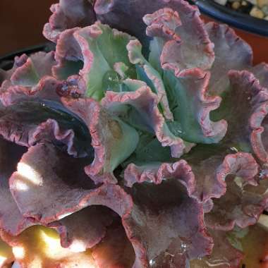 Echeveria Dragon Queen