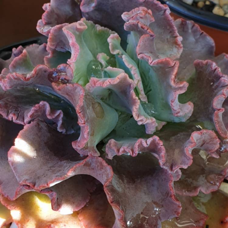 Plant image Echeveria Dragon Queen