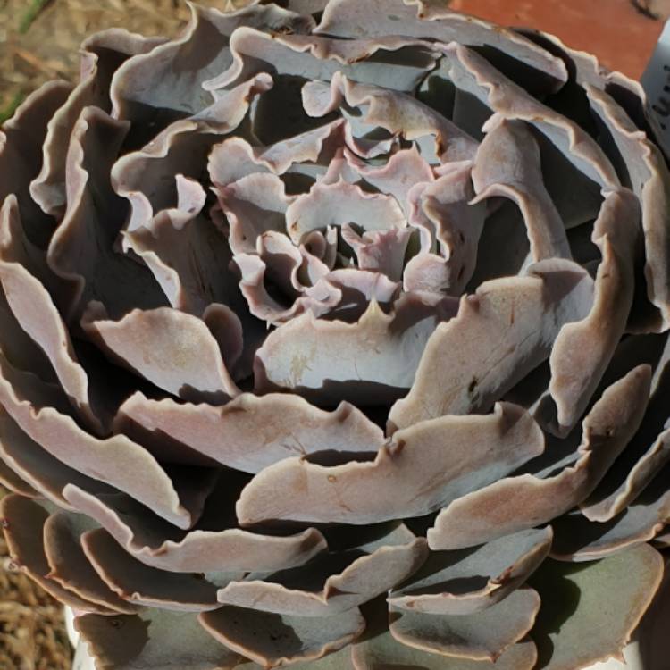 Plant image Echeveria Shaviana xPinwheel