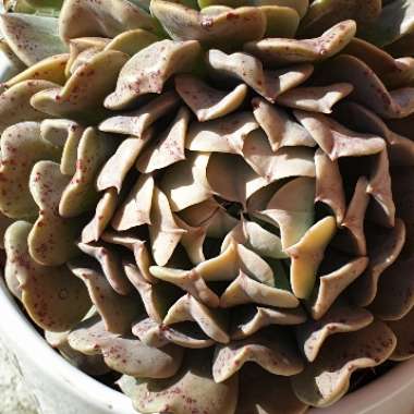 Echeveria Pinwheel Revolution