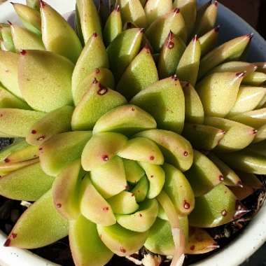 Echeveria Agavoides Corderoyi