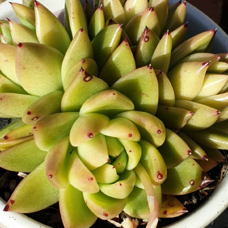 Plant image Echeveria Agavoides Corderoyi