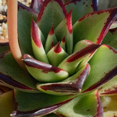 Echeveria Agavoides Ebony