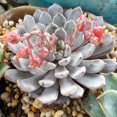 Echeveria cuspidata var. 'Zaragozae' White Form