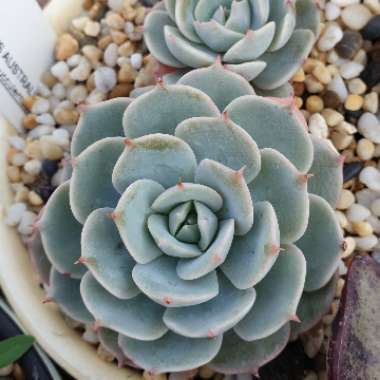 Echeveria Deresina