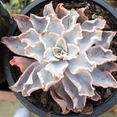 Echeveria Rippling Waters