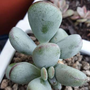 Cotyledon Orbiculata Cv