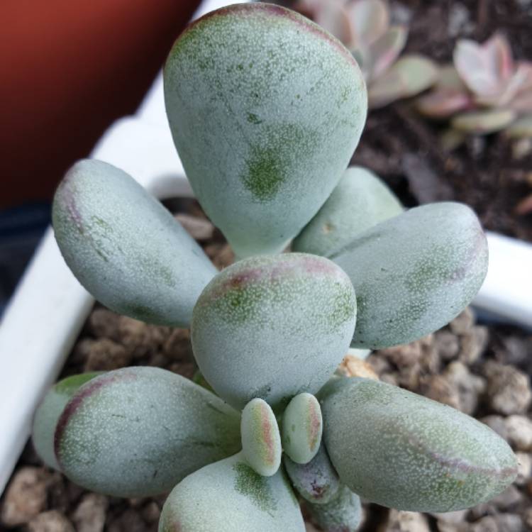 Plant image Cotyledon Orbiculata Cv