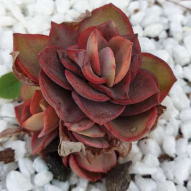 Echeveria 'Suyon'  Verigated