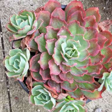 Echeveria Lazanoi