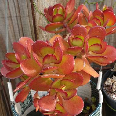 Crassula Ovata 'Harbour Lights'