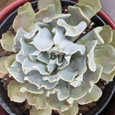 Echeveria Riviera