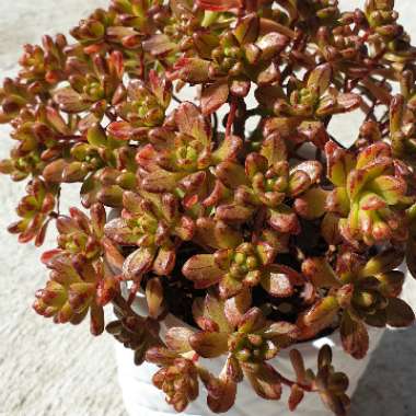 Aeonium Sedifolium