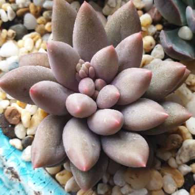 Pachyveria Angel's Finger