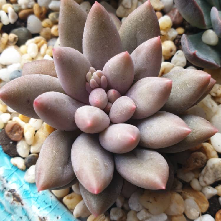 Plant image Pachyveria Angel's Finger