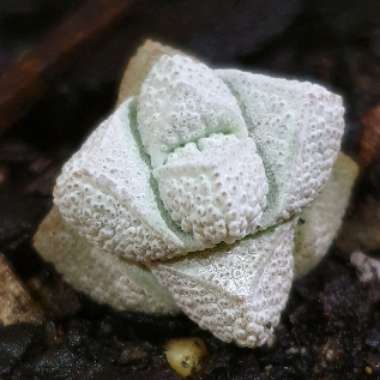 Crassula deceptor syn. Crassula deceptrix