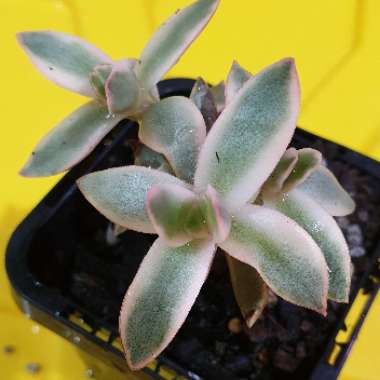 Crassula Rubricaulis Variegated