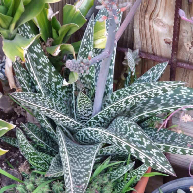 Plant image x Gasteraloe 'Aveo'